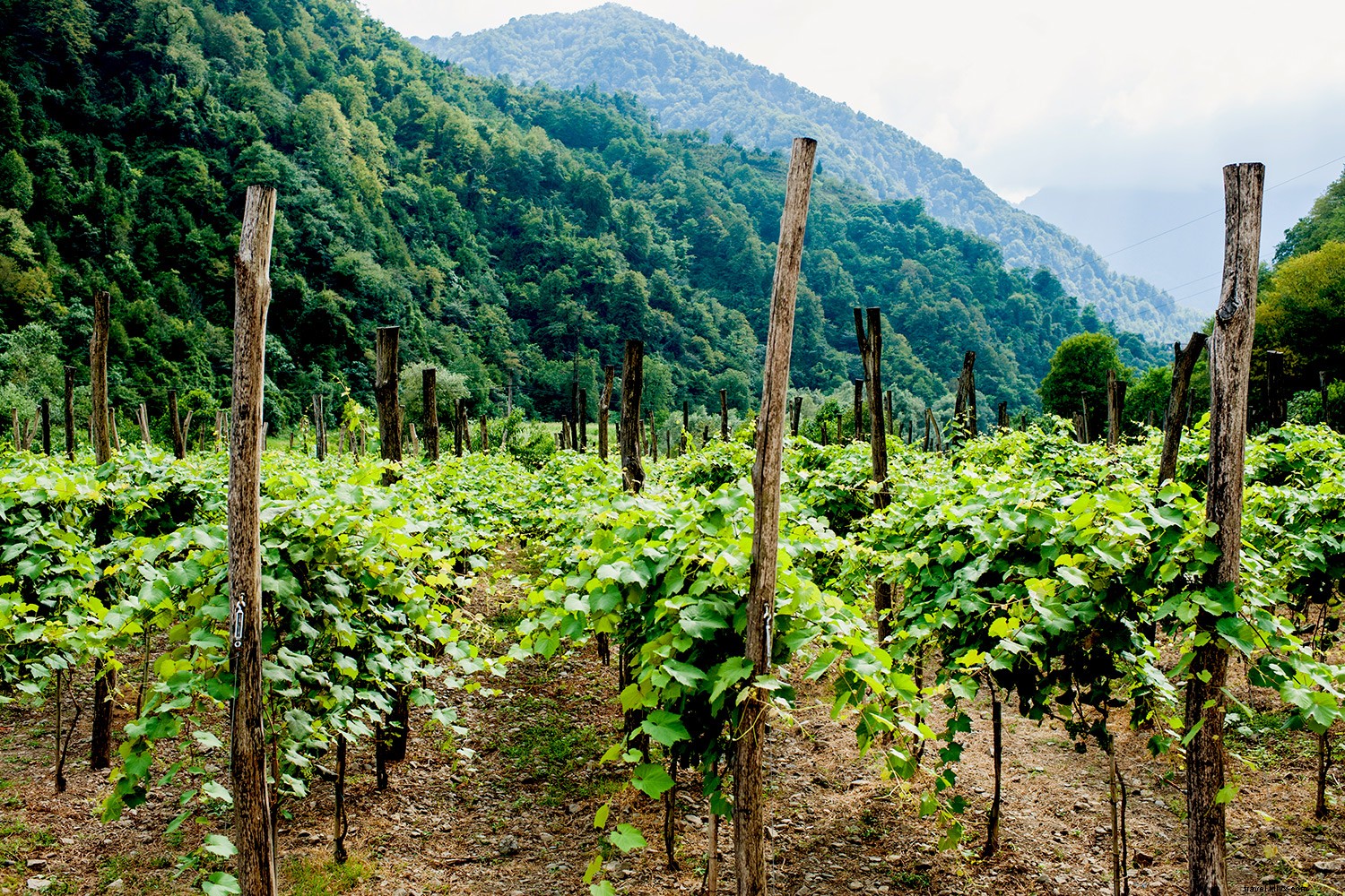 Los mejores destinos vinícolas del mundo para visitar 
